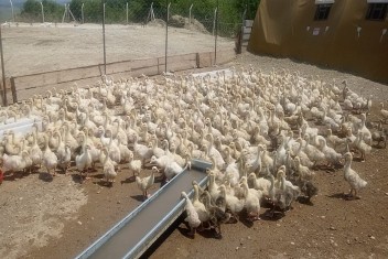 Harran Üniversitesinde Kaz satışları