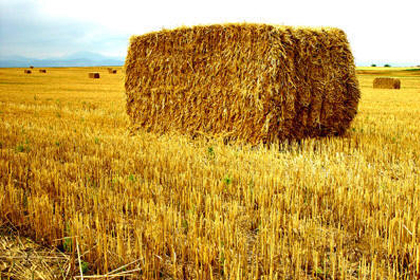 Bakanlık ucuz saman için harekete geçti