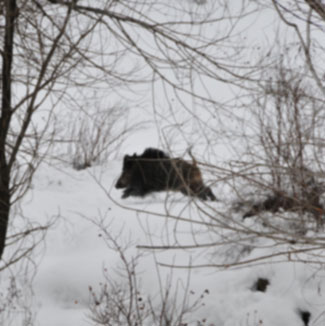 Çankırıda domuz istilası