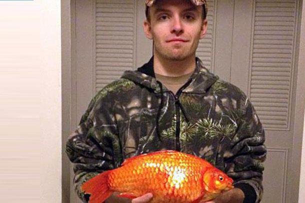  Dev Japon balığı yakalandı