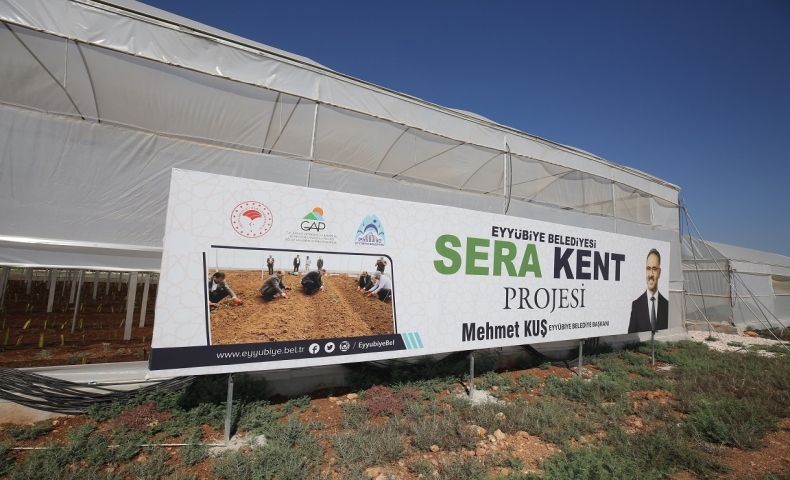 EYYÜBİYE SERA KENT’TE HASAT BAŞLADI ( VİDEO HABER )