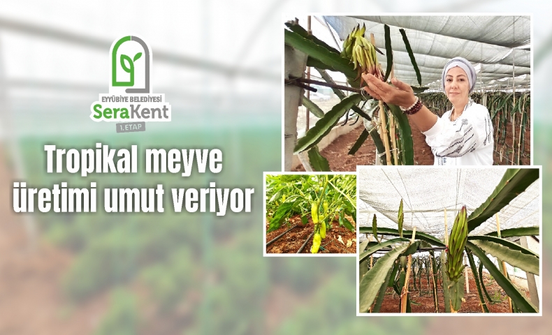 EYYÜBİYE SERA KENT TROPİKAL MEYVEDE BAŞARIYA ULAŞTI