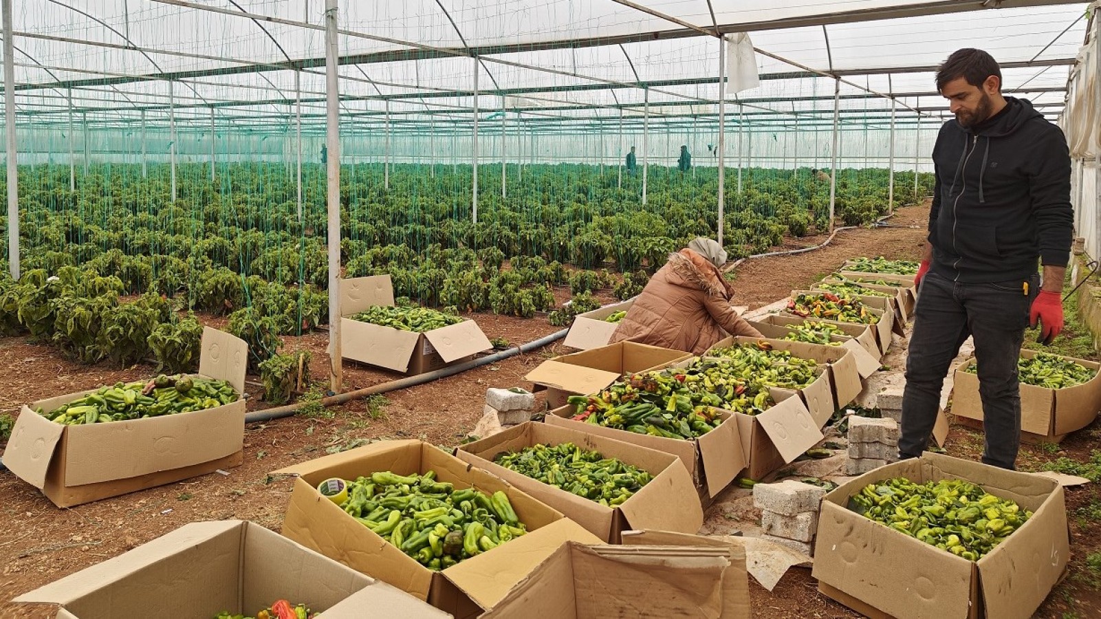 EYYÜBİYE SERA KENT’TE KIŞ SEZONU VERİMLİ GEÇİYOR